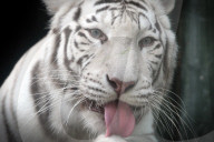 FEATURE - Weisser Tiger im Zoo von Liberec