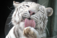 FEATURE - Weisser Tiger im Zoo von Liberec