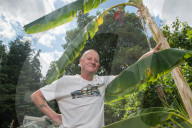 FEATURE - Nach 10 Jahren: Bananenpflanze trägt erste Früchte