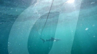 FEATURE - Haifisch vor der britsichen Küste versucht Kamera zu fressen