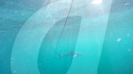 FEATURE - Haifisch vor der britsichen Küste versucht Kamera zu fressen