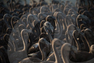 FEATURE - Pix of the Day: Bilder des Tages