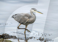 FEATURE - Frühstück am Flus: Ein Fischreiher mit kleiner kleine Beute im Schnabel am River Clyde