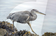 FEATURE - Frühstück am Flus: Ein Fischreiher mit kleiner kleine Beute im Schnabel am River Clyde