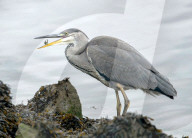 FEATURE - Frühstück am Flus: Ein Fischreiher mit kleiner kleine Beute im Schnabel am River Clyde