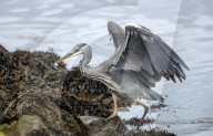 FEATURE - Frühstück am Flus: Ein Fischreiher mit kleiner kleine Beute im Schnabel am River Clyde