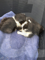 FEATURE - Tierrettung: Drei kleine Kätzchen unter Dielen eines Abbruchhauses entdeckt