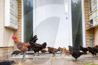FEATURE - Chicken City: Einwohner von Norfolk beklagen sich über streunendes Geflügel 