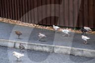 FEATURE - Chicken City: Einwohner von Norfolk beklagen sich über streunendes Geflügel 