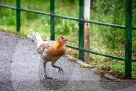 FEATURE - Chicken City: Einwohner von Norfolk beklagen sich über streunendes Geflügel 