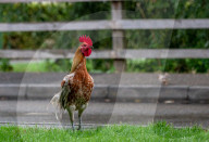 FEATURE - Chicken City: Einwohner von Norfolk beklagen sich über streunendes Geflügel 