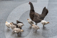 FEATURE - Chicken City: Einwohner von Norfolk beklagen sich über streunendes Geflügel 