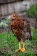 FEATURE - Chicken City: Einwohner von Norfolk beklagen sich über streunendes Geflügel 
