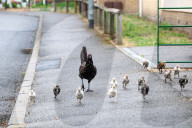 FEATURE - Chicken City: Einwohner von Norfolk beklagen sich über streunendes Geflügel 