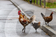 FEATURE - Chicken City: Einwohner von Norfolk beklagen sich über streunendes Geflügel 