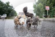 FEATURE - Chicken City: Einwohner von Norfolk beklagen sich über streunendes Geflügel 