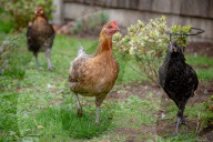 FEATURE - Chicken City: Einwohner von Norfolk beklagen sich über streunendes Geflügel 