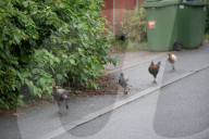 FEATURE - Chicken City: Einwohner von Norfolk beklagen sich über streunendes Geflügel 