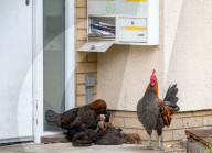 FEATURE - Chicken City: Einwohner von Norfolk beklagen sich über streunendes Geflügel 