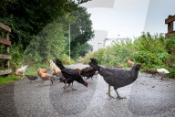 FEATURE - Chicken City: Einwohner von Norfolk beklagen sich über streunendes Geflügel 