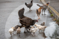 FEATURE - Chicken City: Einwohner von Norfolk beklagen sich über streunendes Geflügel 