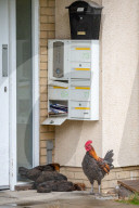 FEATURE - Chicken City: Einwohner von Norfolk beklagen sich über streunendes Geflügel 