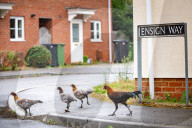 FEATURE - Chicken City: Einwohner von Norfolk beklagen sich über streunendes Geflügel 