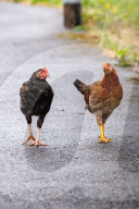 FEATURE - Chicken City: Einwohner von Norfolk beklagen sich über streunendes Geflügel 