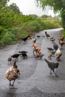 FEATURE - Chicken City: Einwohner von Norfolk beklagen sich über streunendes Geflügel 