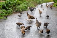 FEATURE - Chicken City: Einwohner von Norfolk beklagen sich über streunendes Geflügel 