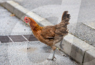 FEATURE - Chicken City: Einwohner von Norfolk beklagen sich über streunendes Geflügel 