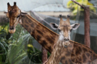FEATURE - Bangkok: Der Dusit Zoo schliesst und wird umgesiedelt
