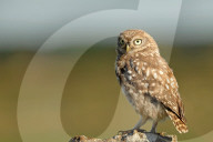 FEATURE - Fliegende Eulenküken 