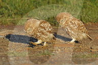 FEATURE - Fliegende Eulenküken 