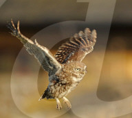 FEATURE - Fliegende Eulenküken 