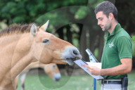 FEATURE - Gewichts Inventar im Whipsnade Zoo