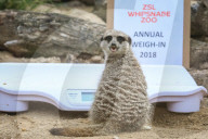 FEATURE - Gewichts Inventar im Whipsnade Zoo