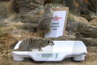 FEATURE - Gewichts Inventar im Whipsnade Zoo