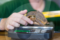 FEATURE - Gewichts Inventar im Whipsnade Zoo