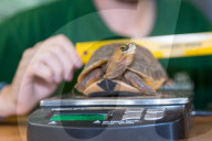 FEATURE - Gewichts Inventar im Whipsnade Zoo