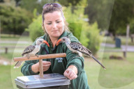FEATURE - Gewichts Inventar im Whipsnade Zoo