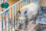 FEATURE - Gewichts Inventar im Whipsnade Zoo