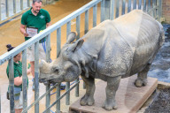 FEATURE - Gewichts Inventar im Whipsnade Zoo
