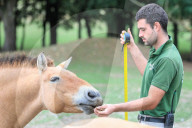 FEATURE - Gewichts Inventar im Whipsnade Zoo
