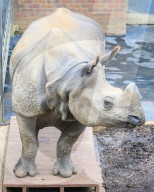 FEATURE - Gewichts Inventar im Whipsnade Zoo