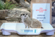 FEATURE - Gewichts Inventar im Whipsnade Zoo