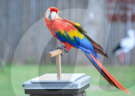 FEATURE - Gewichts Inventar im Whipsnade Zoo