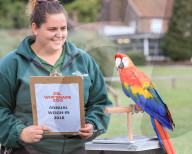 FEATURE - Gewichts Inventar im Whipsnade Zoo
