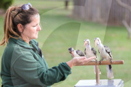 FEATURE - Gewichts Inventar im Whipsnade Zoo