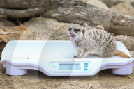FEATURE - Gewichts Inventar im Whipsnade Zoo